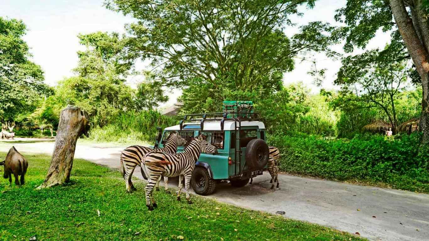 Night Safari Experience at Bali Safari & Marine Park